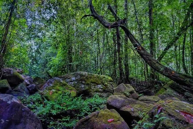 Makandawa Rain Forest Sri Lanka