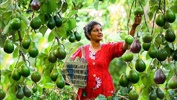 Popular Sri Lankan YouTuber Mayomi is picking Avocado Butter Fruits ripened on the trees