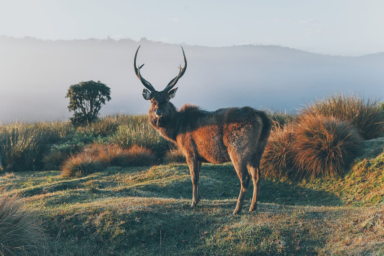 Samba Deer in Horton Plains The Cloud Forest of Sri Lanka