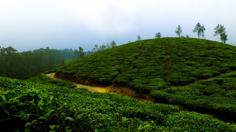 Sri Lanka Highland Tea Estates