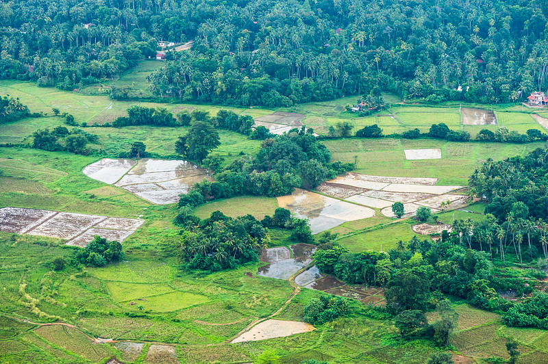 Sri Lanka is prosperous with Paddy Fields - Picture by Kasun Ranaweera on Flickr