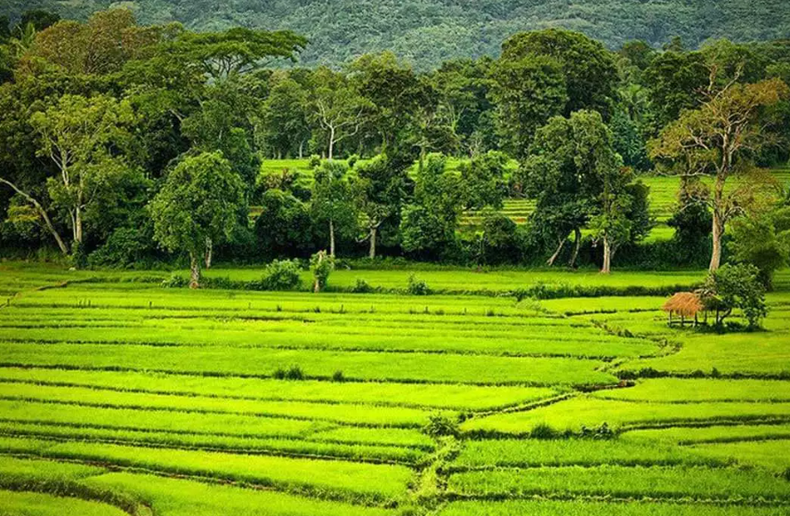 Sri Lankan Rural Village with Paddy Fields