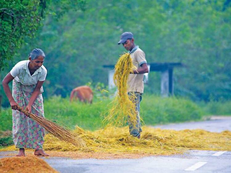 Sri Lankan Village Life p Drying Paddy
