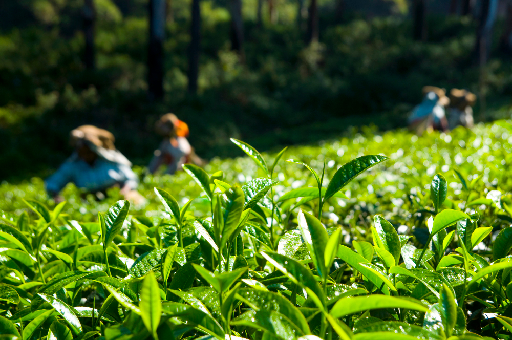 Tea Plucking in Sri Lanka
