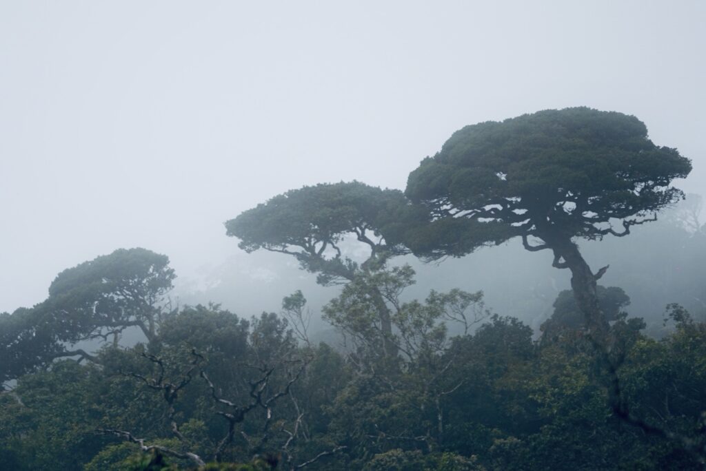 Trees at Horton Plains Cloud Forest Sri Lanka