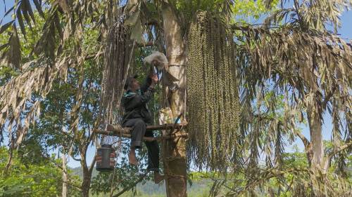 A village men is on top of the kithul tree